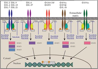 Inborn Errors of Immunity With Immune Dysregulation: From Bench to Bedside